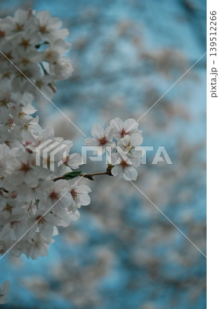 薄いピンクが可愛い、花びらに光透き通る桜 薄いピンクが可愛い、花びらに光透き通る桜 139512266
