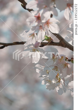 薄いピンクが可愛い、花びらに光透き通る桜 薄いピンクが可愛い、花びらに光透き通る桜 139512272