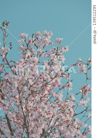 薄いピンクが可愛い、花びらに光透き通る桜 薄いピンクが可愛い、花びらに光透き通る桜 139512295