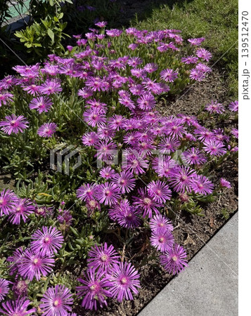 春の日差しに咲くピンクのマツバギク花壇 春の日差しに咲くピンクのマツバギク花壇 139512470