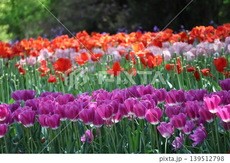 赤紫色の花びらの満開のチューリップの花の花壇にピントを合わせて撮影した風景 赤紫色の花びらの満開のチューリップの花の花壇にピントを合わせて撮影した風景 139512798