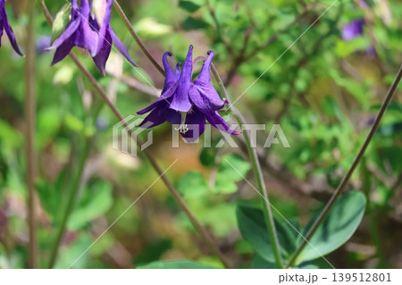 紫色の花びらのセイヨウオダマキの花の咲く風景 139512801