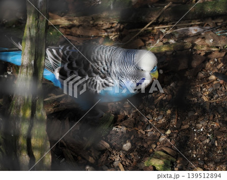 青い羽色が映えるセキセイインコ—地面に佇む小さな生命の輝き 青い羽色が映えるセキセイインコ—地面に佇む小さな生命の輝き 139512894