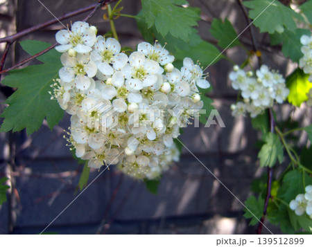 Delicate clusters of white hawthorn blossoms bloom beautifully against a backdrop of green leaves and a rustic wooden fence. This spring scene captures the fresh, natural elegance of a flowering shrub Delicate clusters of white hawthorn blossoms bloom beautifully against a backdrop of green leaves and a rustic wooden fence. This spring scene captures the fresh, natural elegance of a flowering shrub 139512899