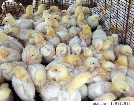 Cluster of fluffy yellow and white chicks huddled in a wire cage. This scene illustrates a typical commercial poultry hatchery, highlighting early-stage livestock production and avian agriculture 139512952