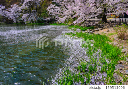 【臥竜公園】竜ヶ池の花筏【須坂市】 139513006