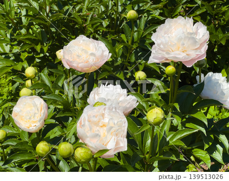 初夏の庭園に咲く白の芍薬 満開の花と蕾 初夏の庭園に咲く白の芍薬 満開の花と蕾 139513026