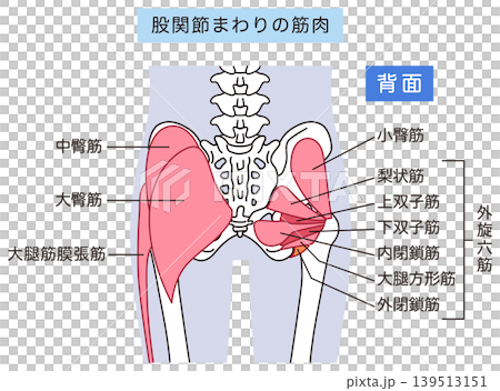 Buttocks and hip joint muscles: gluteus maximus, external rotator muscles (six muscles) Buttocks and hip joint muscles: gluteus maximus, external rotator muscles (six muscles) 139513151