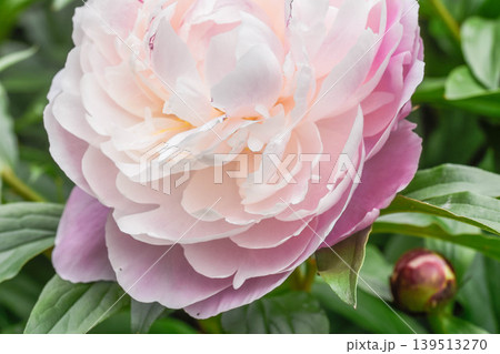 初夏の花 シャクヤク 初夏の花 シャクヤク 139513270