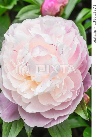 初夏の花 シャクヤク 初夏の花 シャクヤク 139513271