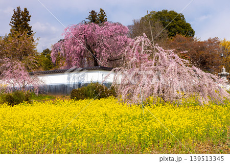 山梨県甲州市塩山中萩原 臨済宗妙心寺派の天龍山慈雲寺 菜の花畑と枝垂れ桜 山梨県甲州市塩山中萩原 臨済宗妙心寺派の天龍山慈雲寺 菜の花畑と枝垂れ桜 139513345