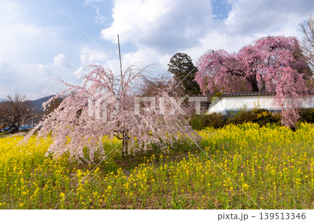 山梨県甲州市塩山中萩原　臨済宗妙心寺派の天龍山慈雲寺　菜の花畑と枝垂れ桜 139513346