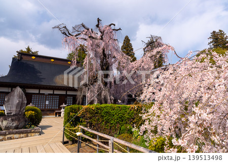 山梨県甲州市塩山中萩原　臨済宗妙心寺派の天龍山慈雲寺　天然記念物のイトザクラと境内の枝垂れ桜 139513498
