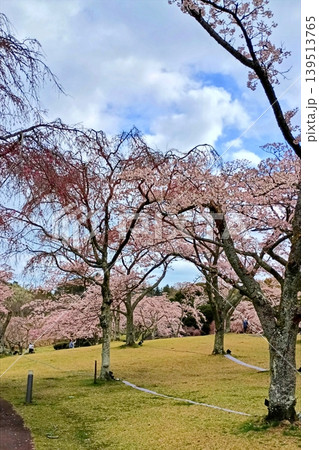 春の公園の風景 春の公園の風景 139513765