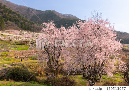 山梨県甲州市塩山中萩原 塩山桃源郷と呼ばれる地区の桜やスモモの花の景色 山梨県甲州市塩山中萩原 塩山桃源郷と呼ばれる地区の桜やスモモの花の景色 139513977