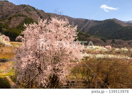 山梨県甲州市塩山中萩原 塩山桃源郷と呼ばれる地区の桜やスモモの花の景色 山梨県甲州市塩山中萩原 塩山桃源郷と呼ばれる地区の桜やスモモの花の景色 139513978