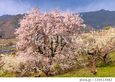 山梨県甲州市塩山中萩原　塩山桃源郷と呼ばれる地区の桜やスモモの花の景色 139513982