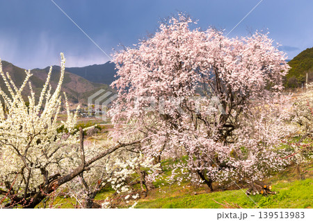 山梨県甲州市塩山中萩原 塩山桃源郷と呼ばれる地区の桜やスモモの花の景色 山梨県甲州市塩山中萩原 塩山桃源郷と呼ばれる地区の桜やスモモの花の景色 139513983