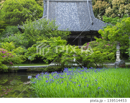 静寂を彩る。古都の杜若と新緑の風 静寂を彩る。古都の杜若と新緑の風 139514453