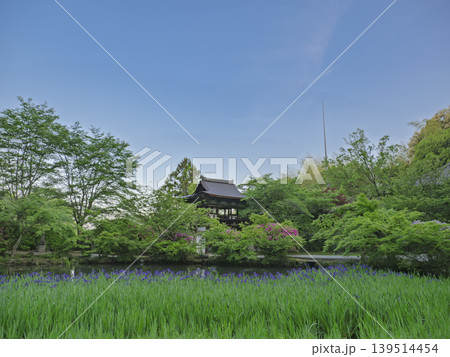 澄み渡る青空、歴史を彩る杜若の咲く寺院 139514454