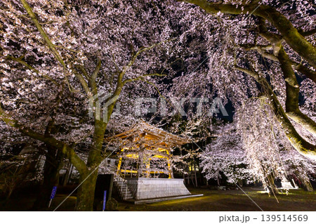 山梨県南アルプス市上市之瀬　桜の名所高峰山妙了寺　満開のしだれ桜やソメイヨシノと境内の鐘楼の夜景 139514569
