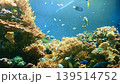 サンゴ礁と熱帯魚が泳ぐ美しい海中風景 139514752