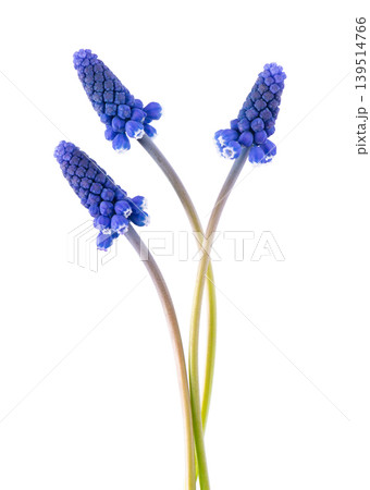 Muscari flower isolated on white background. Grape Hyacinth. Clipping path. 139514766