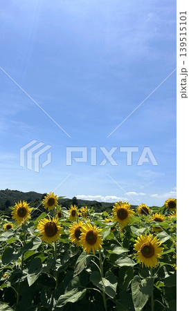 沖縄の広大な青空と緑の山に咲くひまわり畑の風景 沖縄の広大な青空と緑の山に咲くひまわり畑の風景 139515101
