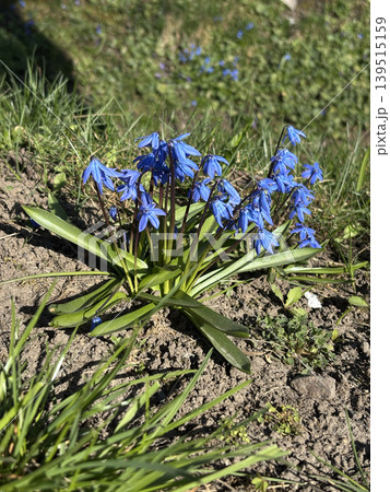 Bright blue scilla flowers blooming in green grass, first spring wildflowers in garden close up Bright blue scilla flowers blooming in green grass, first spring wildflowers in garden close up 139515159