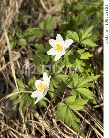 White wood anemone wildflowers blooming among dry brown leaves, early spring forest nature 139515161
