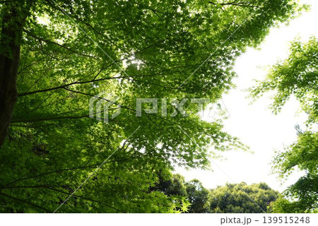 下から見上げた紅葉(緑色) 下から見上げた紅葉(緑色) 139515248