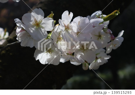 枝に咲く太陽の光りを受けた天城吉野という桜の花のアップの風景 枝に咲く太陽の光りを受けた天城吉野という桜の花のアップの風景 139515293