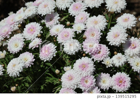 白やピンクの花びらのボンザマーガレットの花が満開に咲く花壇のアップの風景 139515295