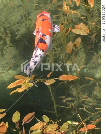 錦鯉 池を泳ぐ 錦鯉 池を泳ぐ 139515324