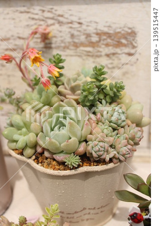 寄せ植え鉢に植えられた多肉植物 寄せ植え鉢に植えられた多肉植物 139515447