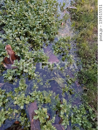 Texture of a lake, clear water with plants, high-quality photo 139515551