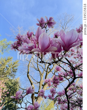 Pink Magnolias in Garden 139515618