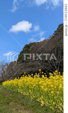 菜の花 菜の花 139515681
