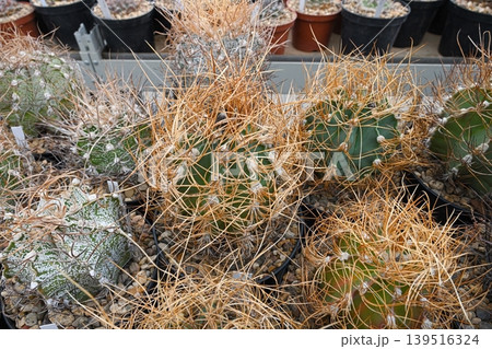 Astrophytum Senile 'Aureum Astrophytum Senile 'Aureum 139516324