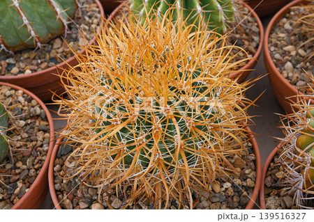 Ferocactus chrysacanthus (Cedar) is an endangered species of cactus Ferocactus chrysacanthus (Cedar) is an endangered species of cactus 139516327