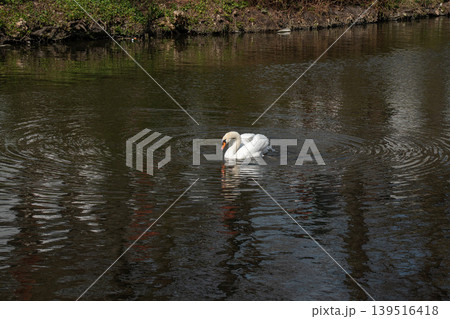 White swan floats on dark canal water with soft reflection, ripples, orange beak, and natural outdoor. Wildlife content, nature education, waterway marketing, ecology 139516418