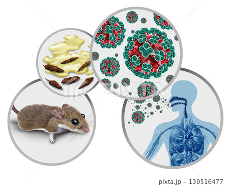 Hantavirus-Transmission-Diagram Hantavirus-Transmission-Diagram 139516477