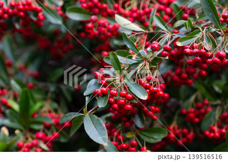 the red berries and green leaves of pyracantha shrub. Ripe scarlet fruits of Pyracantha crenatoserrata on a branch in January, selective focus. 139516516