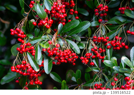the red berries and green leaves of pyracantha shrub. Ripe scarlet fruits of Pyracantha crenatoserrata on a branch in January, selective focus. the red berries and green leaves of pyracantha shrub. Ripe scarlet fruits of Pyracantha crenatoserrata on a branch in January, selective focus. 139516522