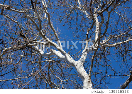 The branches and trunk of a sycamore tree against a blue sky in January. The branches and trunk of a sycamore tree against a blue sky in January. 139516538