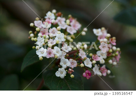Tinus Compactum viburnum flower. White and pink viburnum flowers and buds on a branch in the garden, close-up. Spring flower background. 139516547
