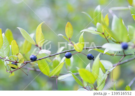 Myrtus communis with fruits, the Common myrtle, from the family Myrtaceae - a typical Mediterranean plant Myrtus communis with fruits, the Common myrtle, from the family Myrtaceae - a typical Mediterranean plant 139516552