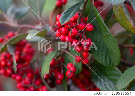Bright red cotoneaster berries, Cotoneaster glaucophyllus, against the background of green leaves in a garden on a branch. Bright red cotoneaster berries, Cotoneaster glaucophyllus, against the background of green leaves in a garden on a branch. 139516554