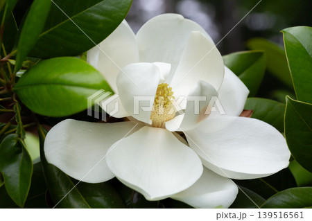 Magnolia grandiflora (Southern magnolia) flowers close-up. The fragrant flowers bloom in summer, and the contrast between the white flowers and the deep green leaves is very beautiful. Magnolia grandiflora (Southern magnolia) flowers close-up. The fragrant flowers bloom in summer, and the contrast between the white flowers and the deep green leaves is very beautiful. 139516561
