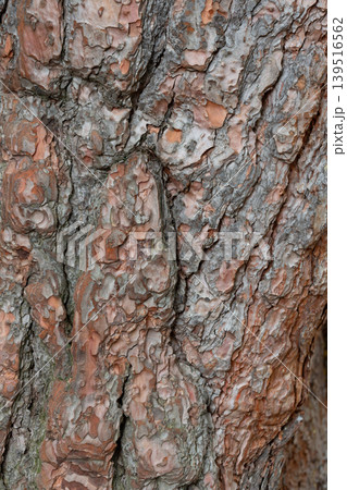 Rough tree bark with deep cracks and natural textures. 139516562
